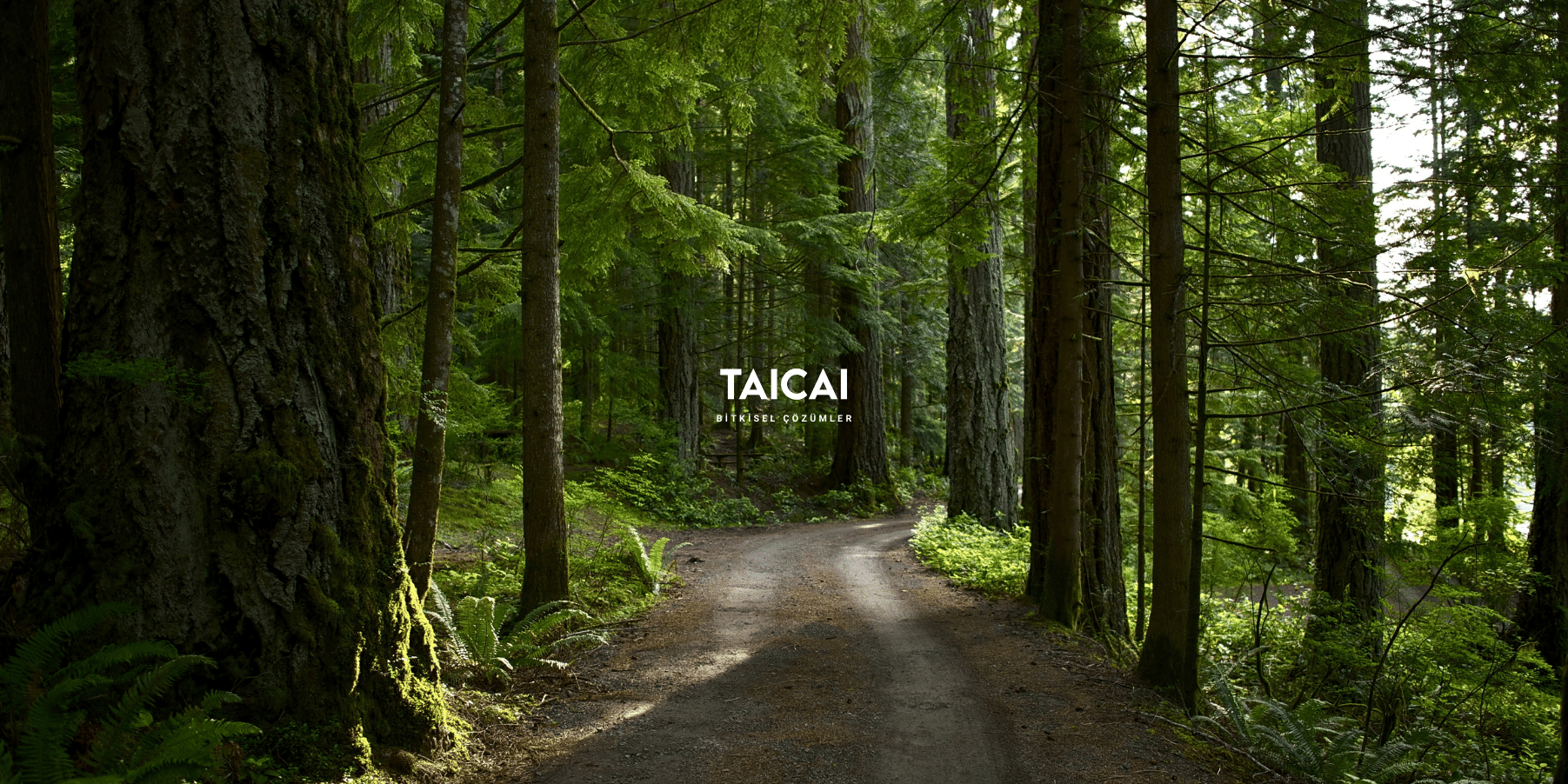 taicai