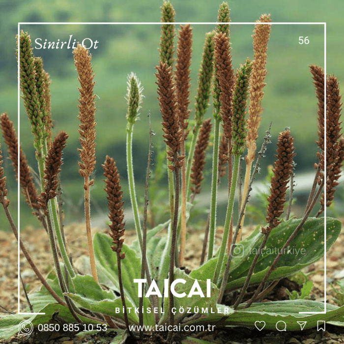 taicai sinirli ot çayı