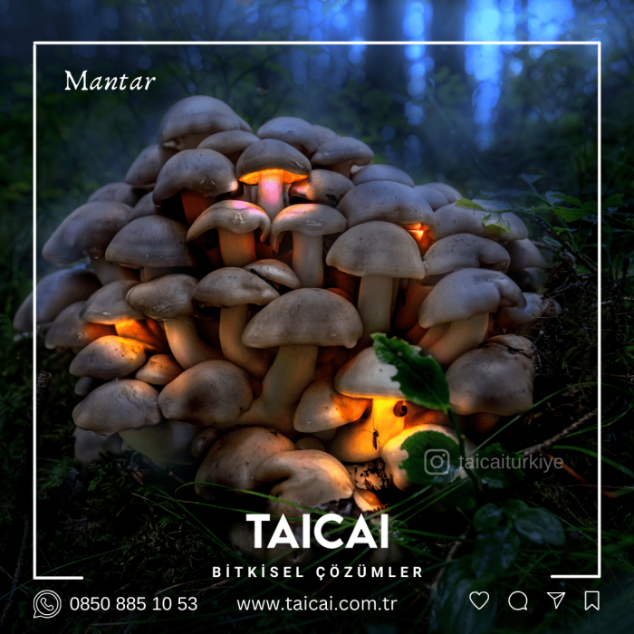 taicai mantar çayı