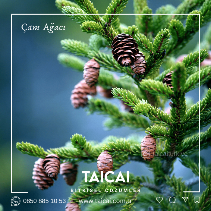 taicai çam yapı kremi