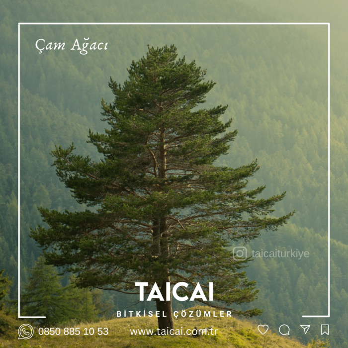taicai çam yapı kremi