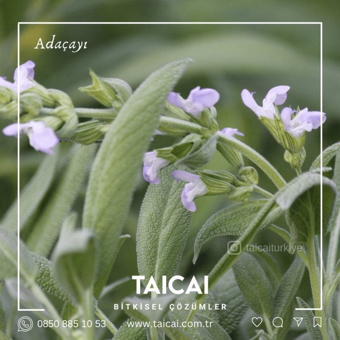 taicai adaçayı kremi