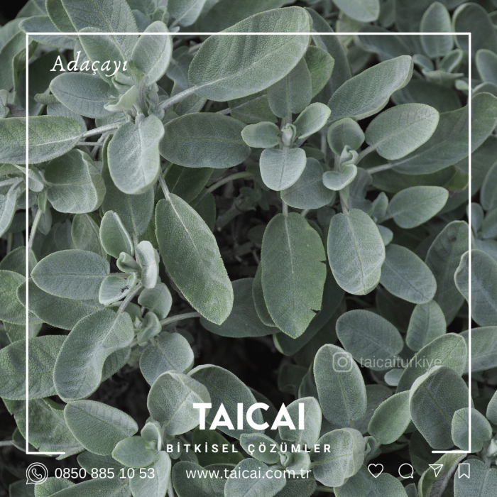 taicai adaçayı kremi