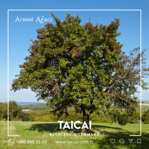 taicai armut yaprak kremi