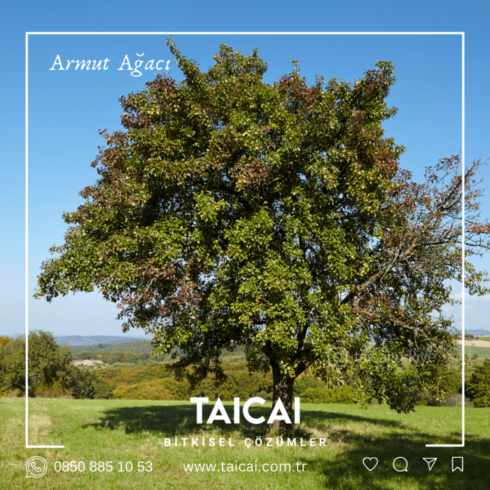 taicai armut yaprak kremi