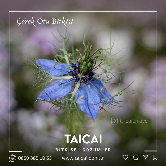 taicai çörek otu yağı kremi