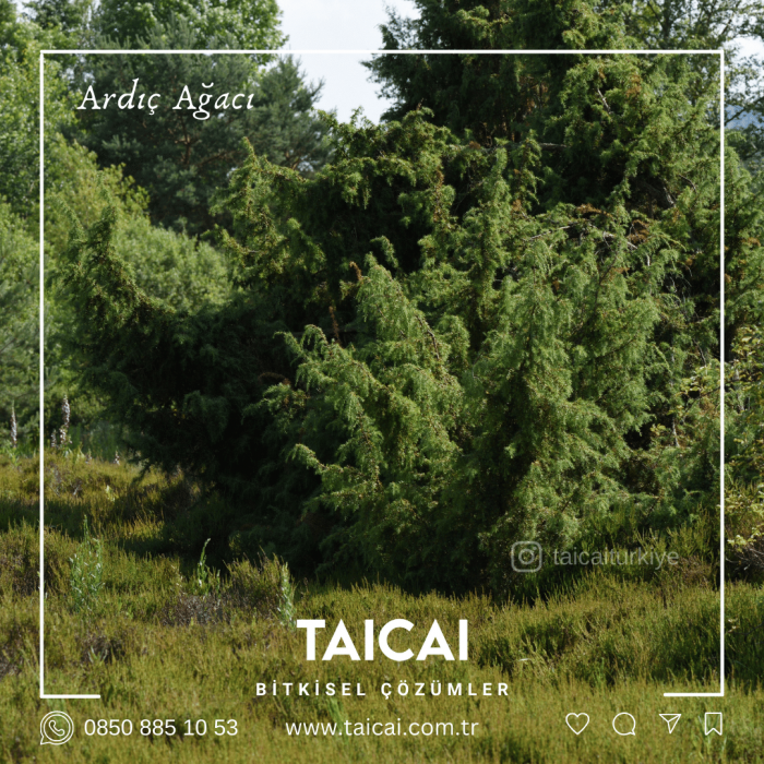 taicai ardıç yağı kremi