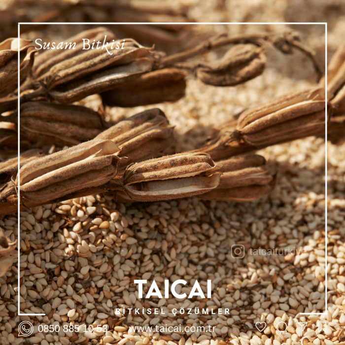 taicai susam yağı kremi