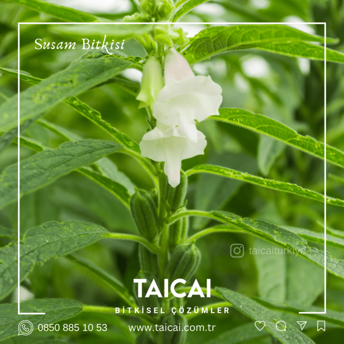 taicai susam yağı kremi