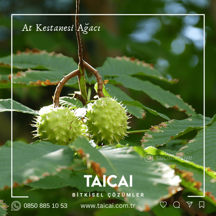 taicai at kestanesi kremi