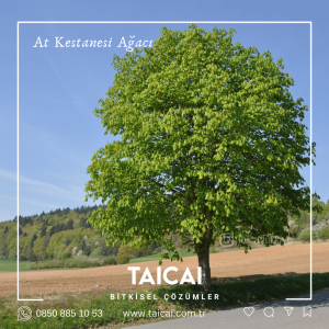 taicai at kestanesi kremi