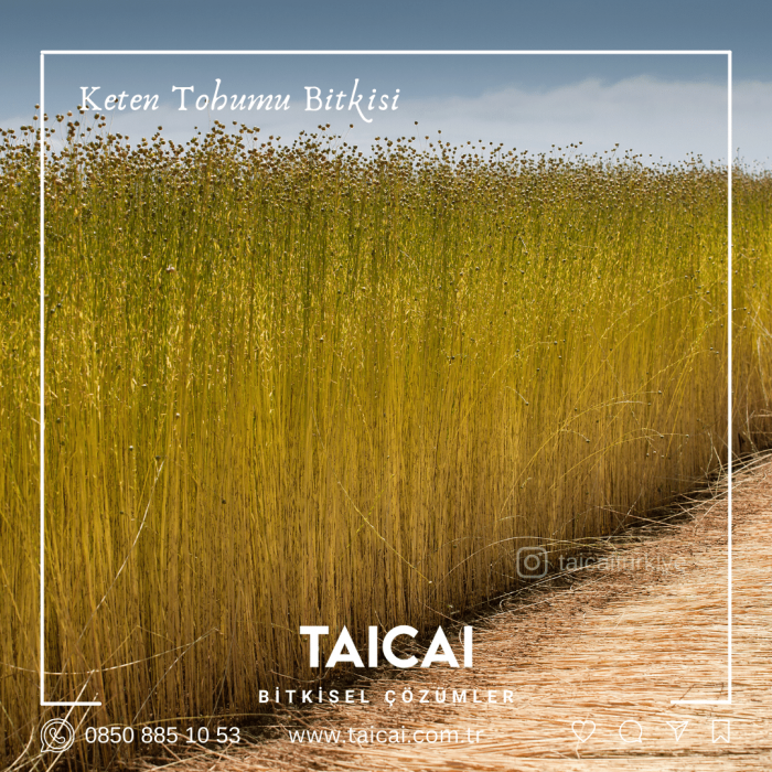 taicai keten tohumu