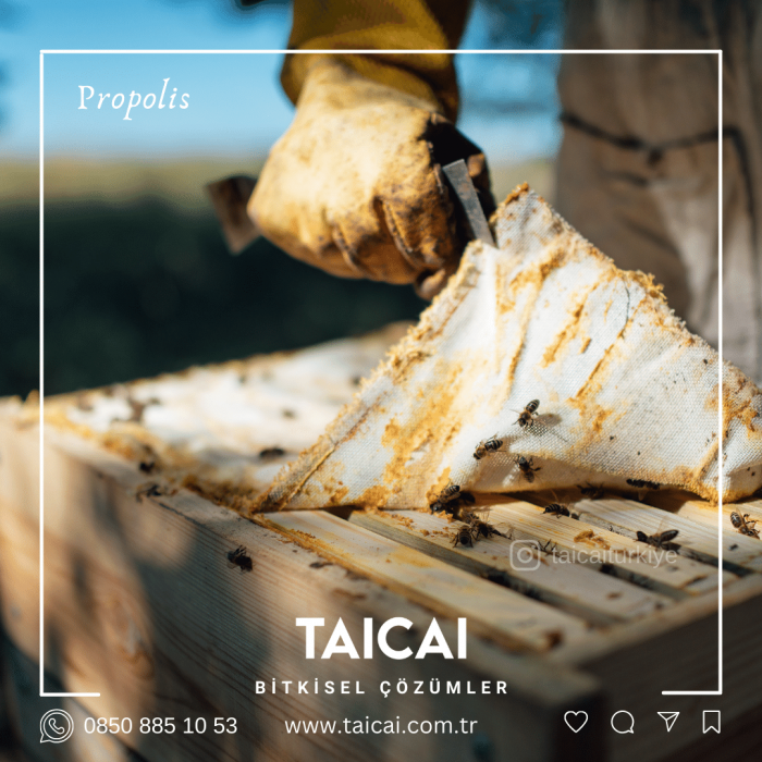 taicai Propolis Kremi