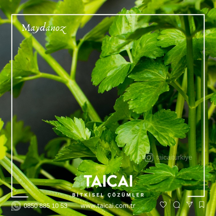 taicai maydanoz yağı kremi