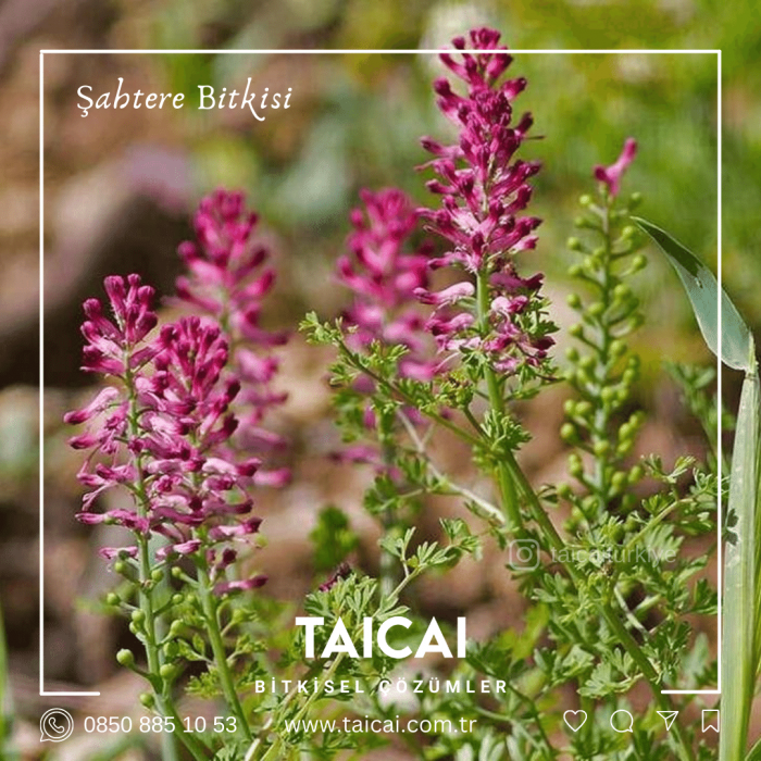 taicai şahtere yağı kremi