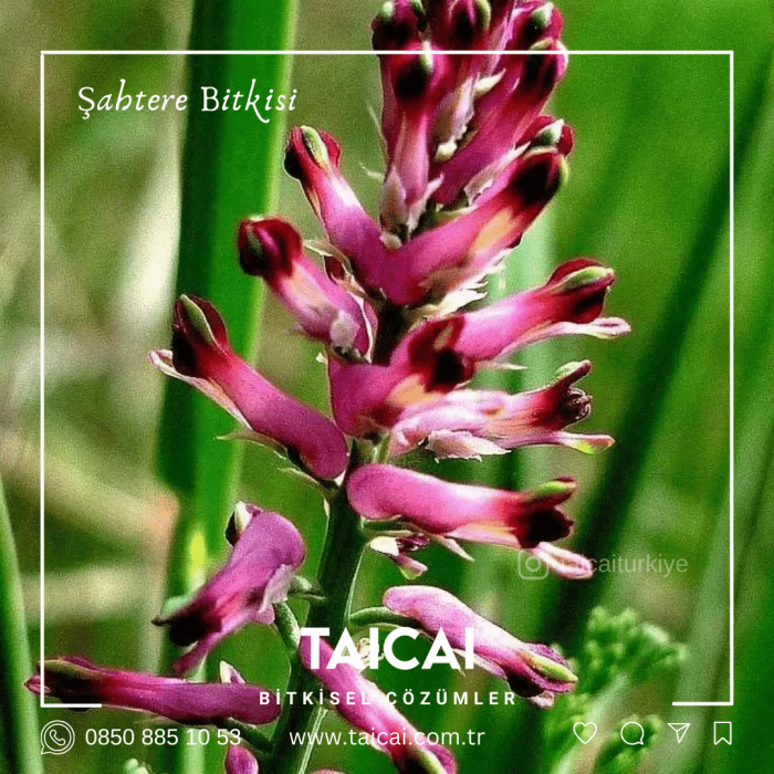 taicai şahtere yağı kremi