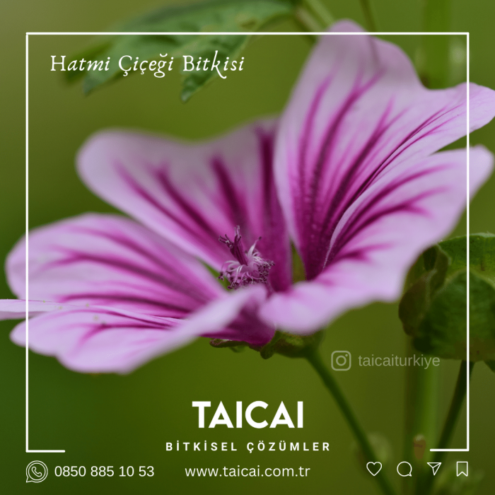 taicai hatmi çiçeği kremi