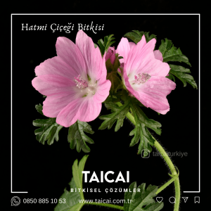 taicai hatmi çiçeği kremi