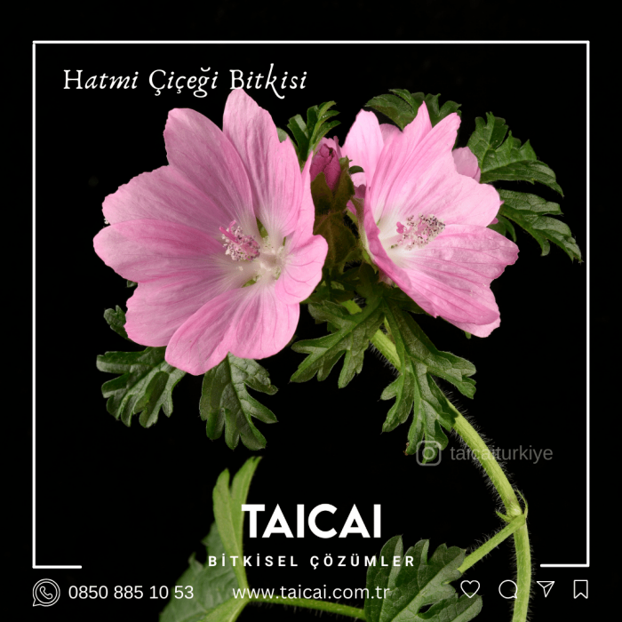 taicai hatmi çiçeği kremi