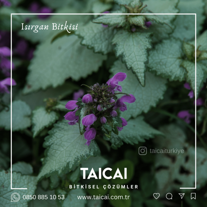 taicai ısırgan yağı kremi