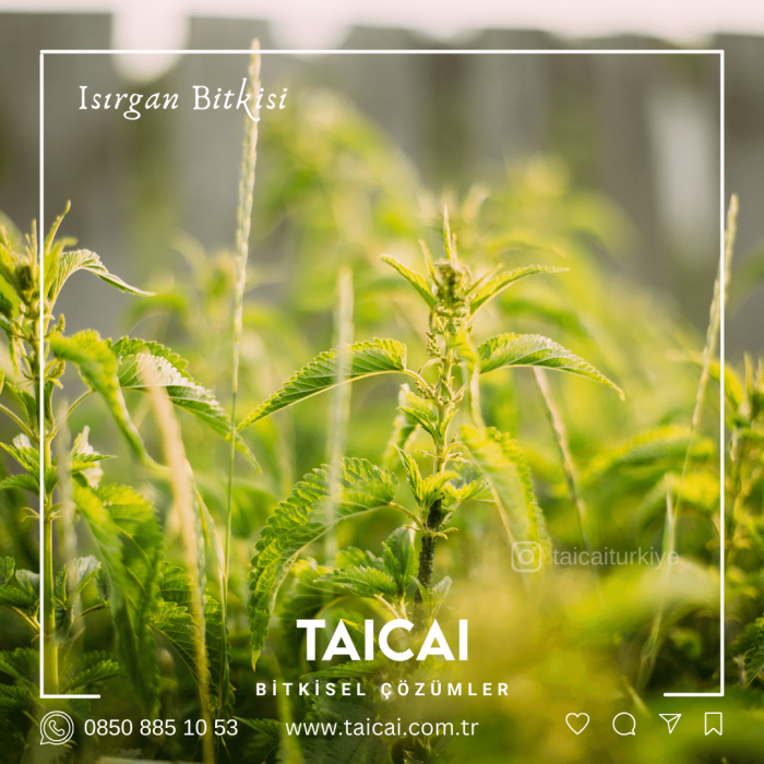taicai ısırgan yağı kremi