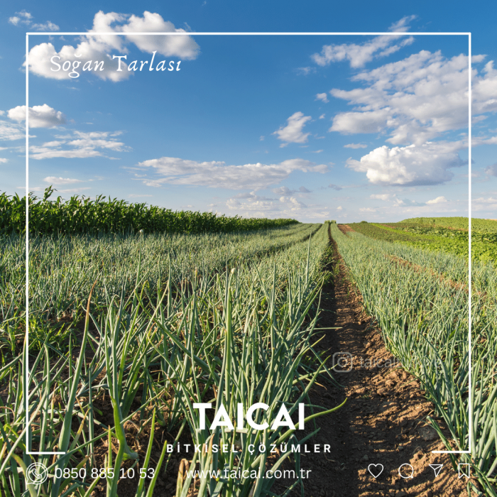 taicai soğan yağı kremi