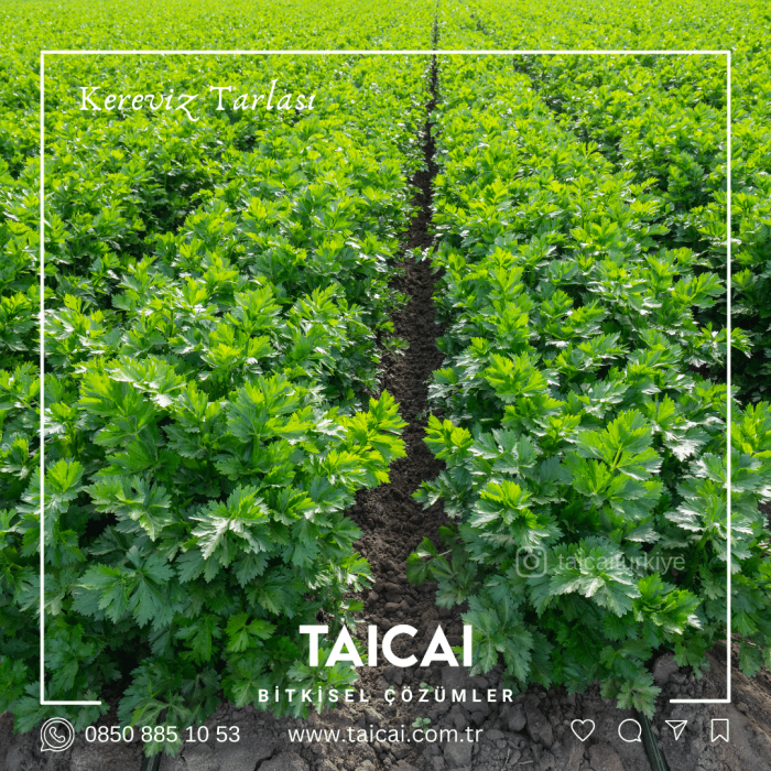 taicai kereviz yağı kremi