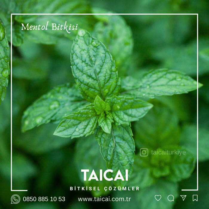 taicai mentol kremi