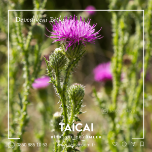 taicai devedikeni yağı kremi