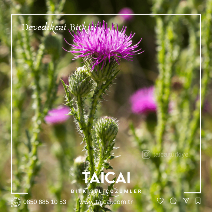 taicai devedikeni yağı kremi