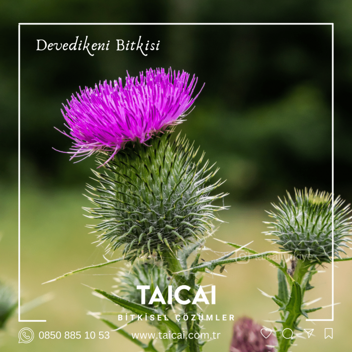 taicai devedikeni yağı kremi