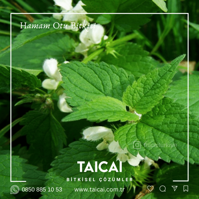 taicai hamam otu yağı kremi