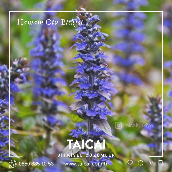 taicai hamam otu yağı kremi