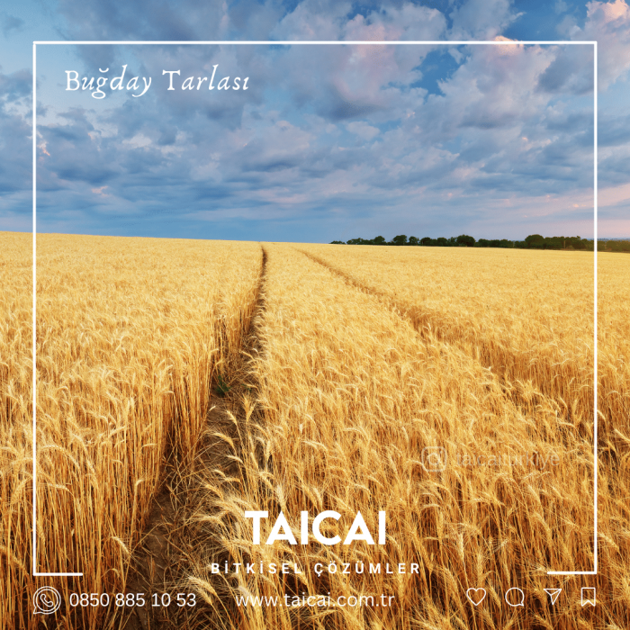 taicai buğday yağı kremi
