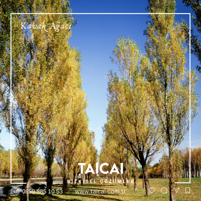 taicai kavak yaprak yağı kremi