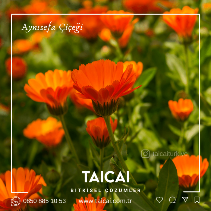 taicai aynısefa çiçeği