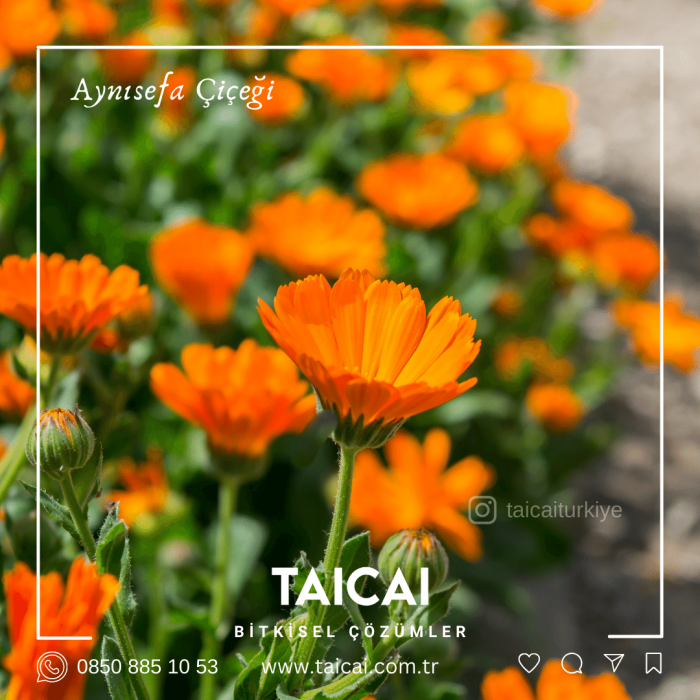 taicai aynısefa çiçeği