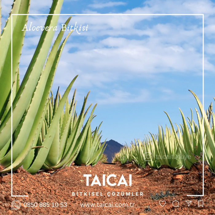 taicai aloevera krem