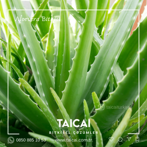 taicai aloevera krem