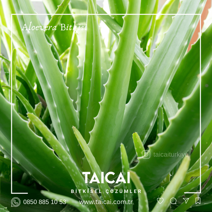 taicai aloevera krem