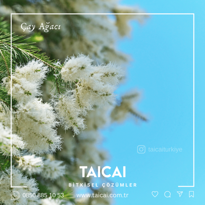 taicai Çay Ağacı