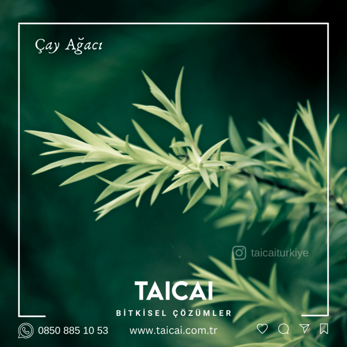 taicai Çay Ağacı